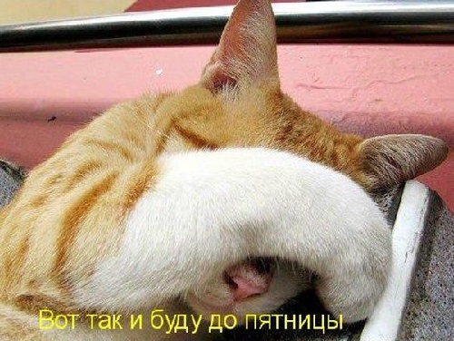 открытка Image 542 -  - понедельник