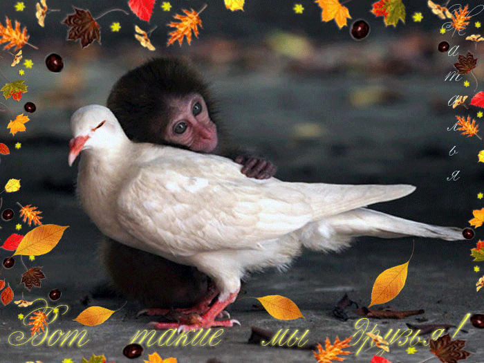 открытка Image 779 -  - друзьям