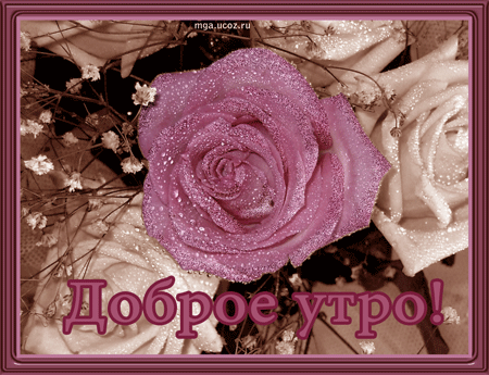 открытка Roses_dobroe-utro -  - доброе утро