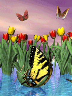 открытка Image 1464 -  - бабочки