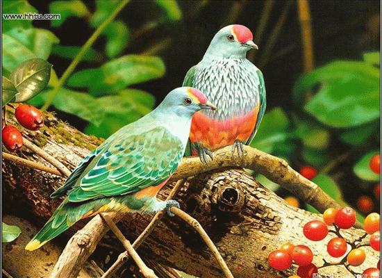 открытка Image 1426 -  - птицы