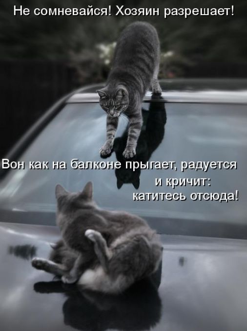 открытка 65 -  - котоматрица