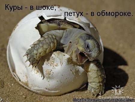 открытка Image 2956 -  - котоматрица