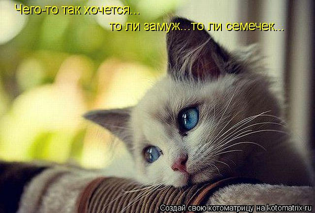 открытка 5454 -  - котоматрица