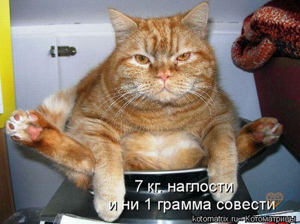 открытка 45 -  - котоматрица