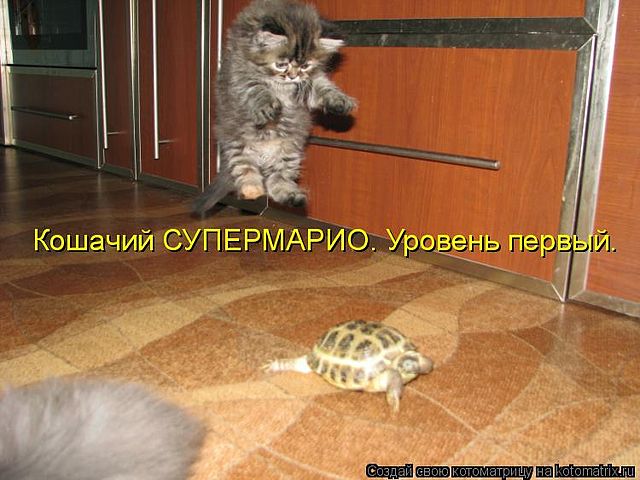 открытка +6 -  - котоматрица