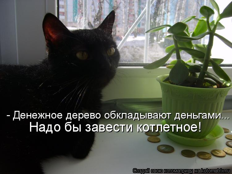 открытка 83 -  - котоматрица