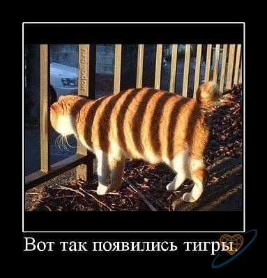 открытка 51 -  - котоматрица