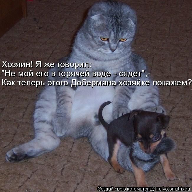 открытка 29 -  - котоматрица