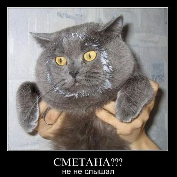 открытка 50 -  - котоматрица