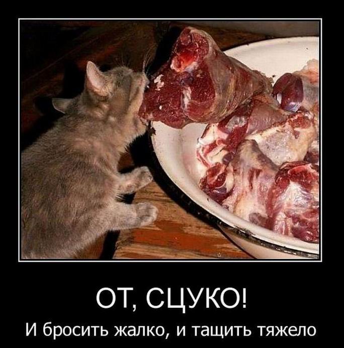 открытка 43 -  - котоматрица