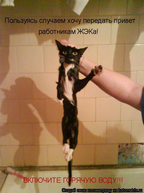 открытка 27 -  - котоматрица