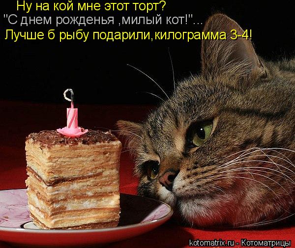 открытка 10 -  - котоматрица