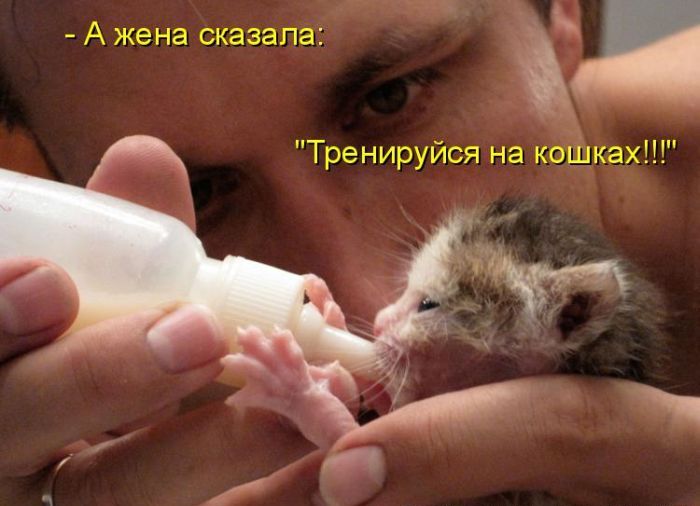 открытка 68 -  - котоматрица