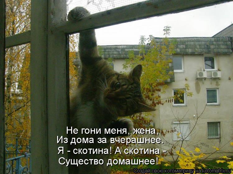 открытка Image 1617 -  - котоматрица