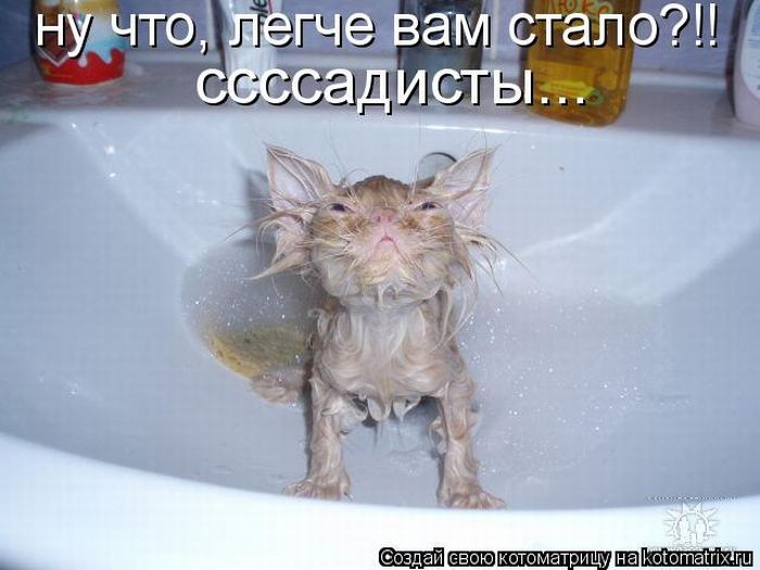 открытка 82 -  - котоматрица
