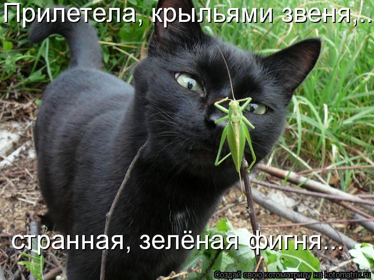 открытка 94 -  - котоматрица