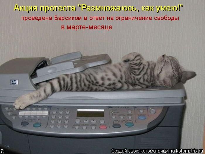 открытка 63 -  - котоматрица