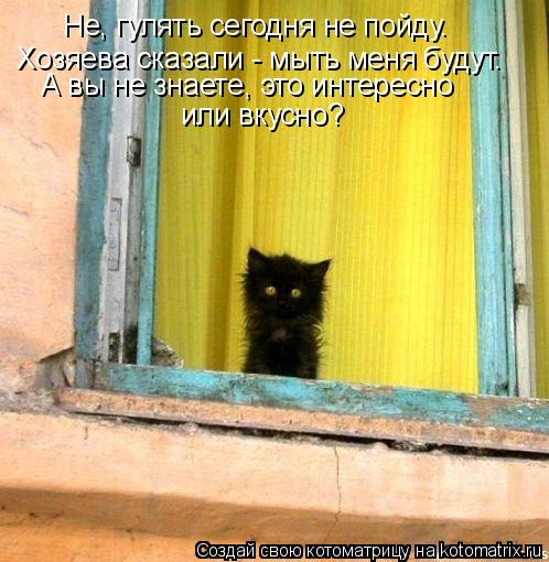 открытка 34 -  - котоматрица