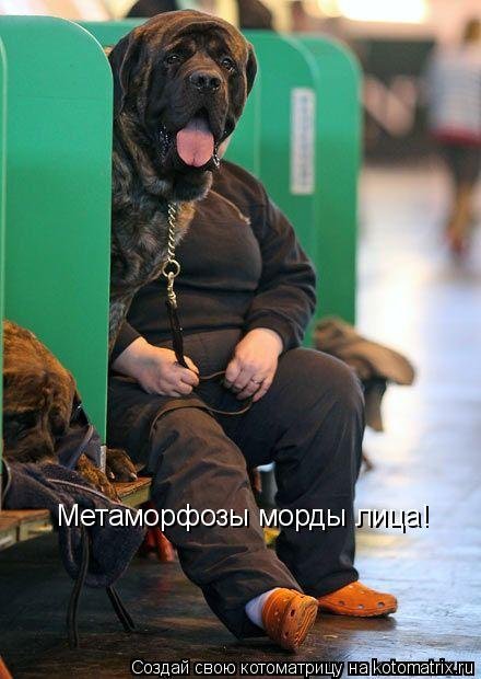 открытка 19 -  - собакоматрица