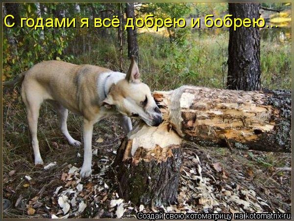открытка 15 -  - собакоматрица