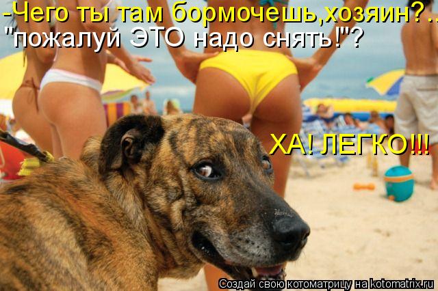 открытка Image 1516 -  - собакоматрица