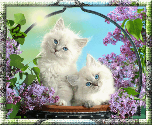 открытка 45400546 -  - домашние любимцы
