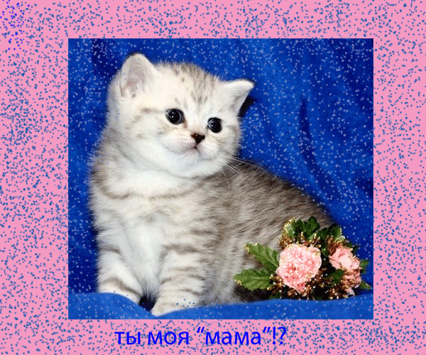 открытка Image 1732 -  - домашние любимцы